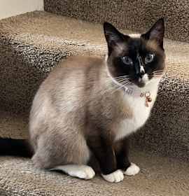 Photo of Freya
