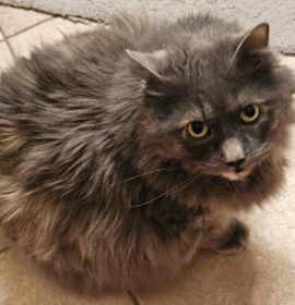 Photo of Calypso