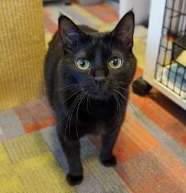 Photo of Dilly [Permanent Foster]