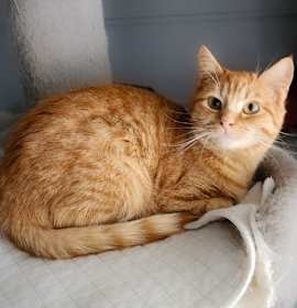 Photo of Flame