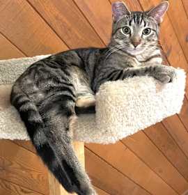 Photo of Benji