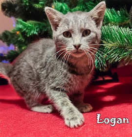 Photo of Logan (FeLV+)