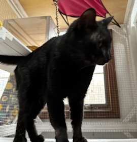 Photo of Melvin