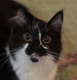 Photo of Bambina (Bambi) Kuwait  (bonded with Lilou Kuwait)