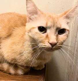 Photo of Sweetie Pie