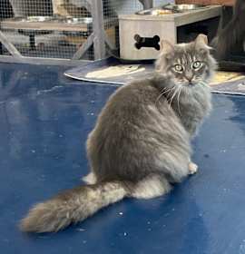 Photo of Misty