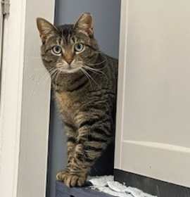 Photo of Stripes-fee sponsored