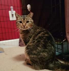 Photo of Bagheera