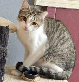 Photo of Firecracker