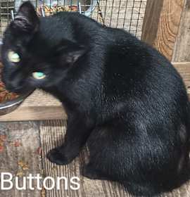 Photo of Buttons