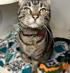Photo of Bop