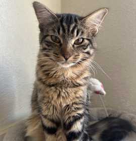 Photo of Tyger