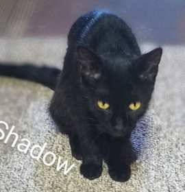 Photo of shadow