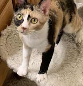 Photo of Cartier “Carti”