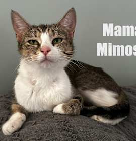 Photo of Mama Mimosa