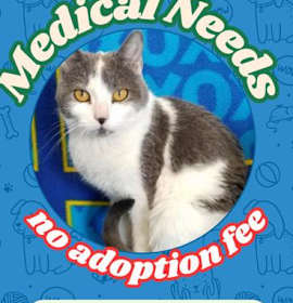 Photo of Angel (Apricot)