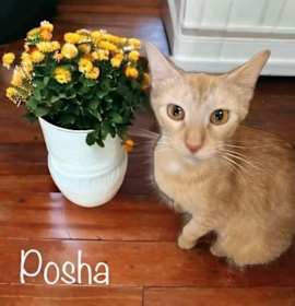 Photo of Posha