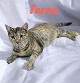 Photo of Tarna
