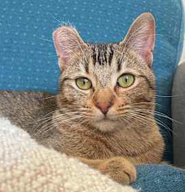 Photo of Abby