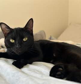 Photo of Sybil