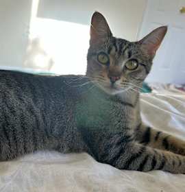 Photo of Buttercup