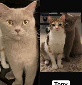 Photo of Tony (& Sally) bonded