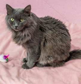 Photo of Celie - KBC
