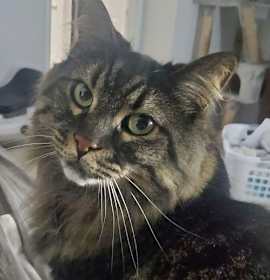 Photo of Paisley