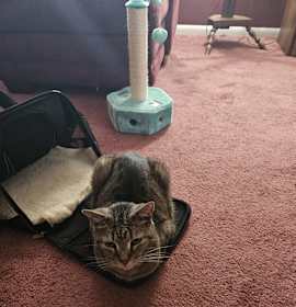 Photo of Toby