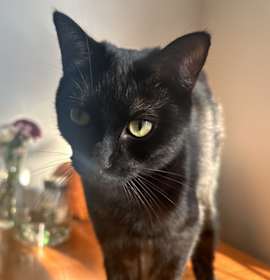 Photo of Marbles
