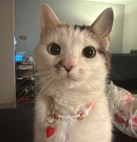 Photo of Miso