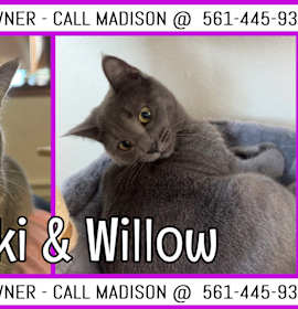 Photo of Tsuki & Willow - COURTESY LIST