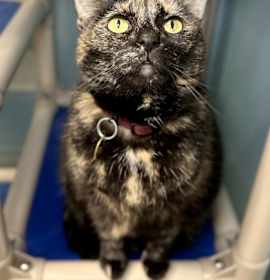 Photo of Marigold