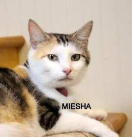 Photo of MEISHA
