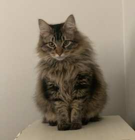 Photo of Jack jack/boots