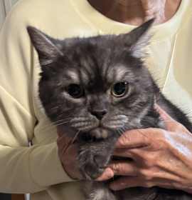 Photo of Eli (British Shorthair)