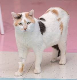 Photo of Akira