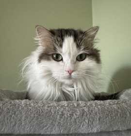 Photo of Lily