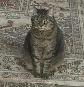 Photo of Vincent
