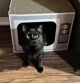 Photo of Musubi