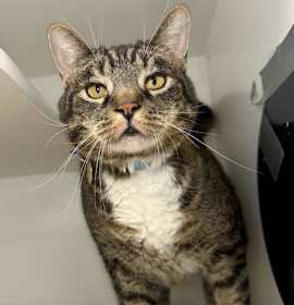 Photo of Ranger