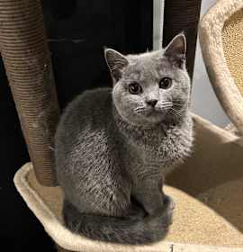 Photo of Dooda (British Shorthair)