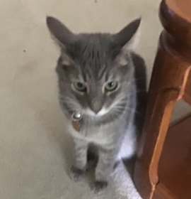Photo of Emmett
