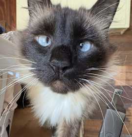Photo of Ellie (bonded to Psilo)