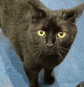 Photo of Onyx