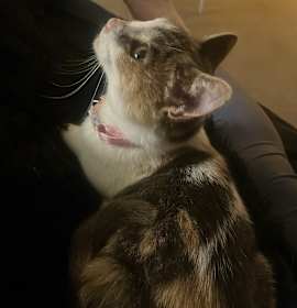 Photo of Daphne
