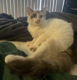 Photo of Moomoo