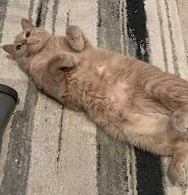 Photo of Vino