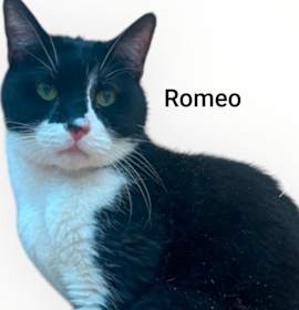 Photo of Romeo