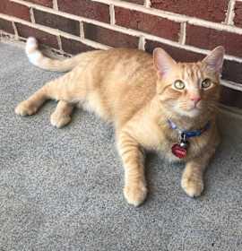 Photo of Ginger